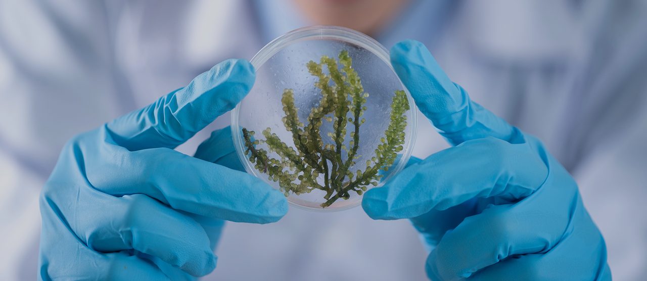 Cultivo celular vegetal en placa Petri